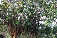 Ficus mollis